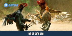 AVT da ga cua dao