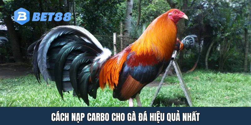 Cách nạp carbo cho gà đá hiệu quả nhất