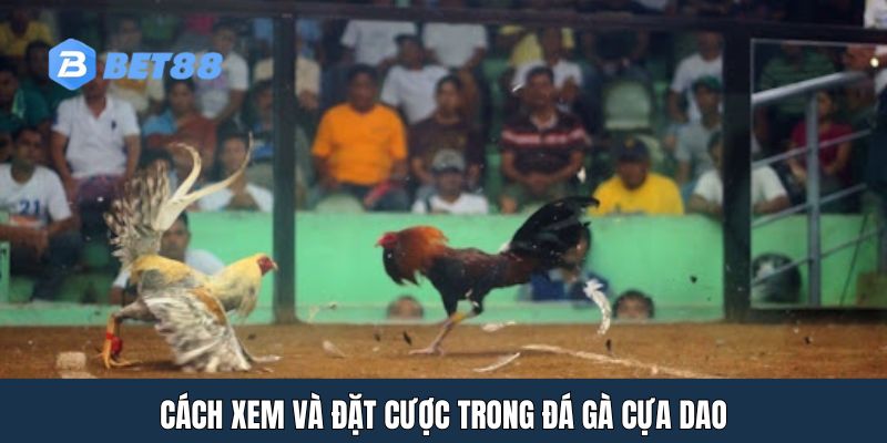 Cách xem và đặt cược trong đá gà cựa dao