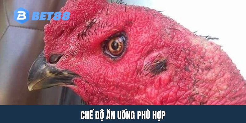 Chế độ ăn uống phù hợp