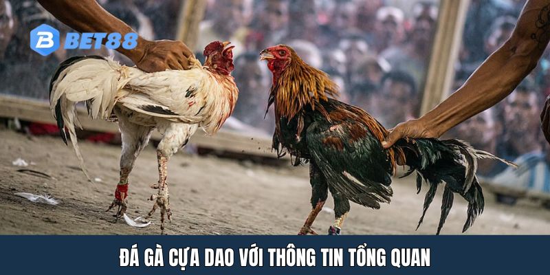 Đá gà cựa dao với thông tin tổng quan