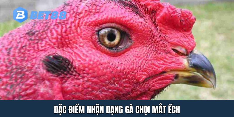 Đặc điểm nhận dạng gà chọi mắt ếch