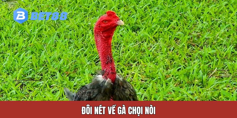 Đôi nét về gà chọi nòi