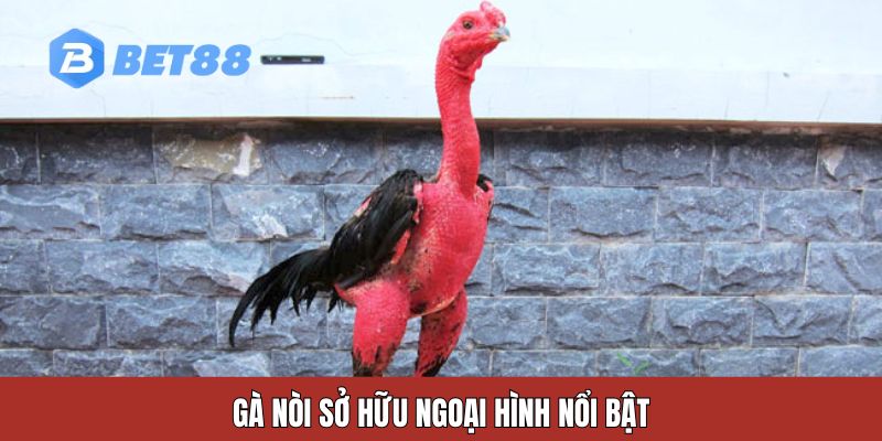 Gà nòi sở hữu ngoại hình nổi bật