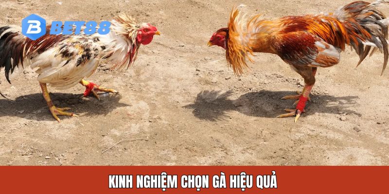 Kinh nghiệm chọn gà hiệu quả 