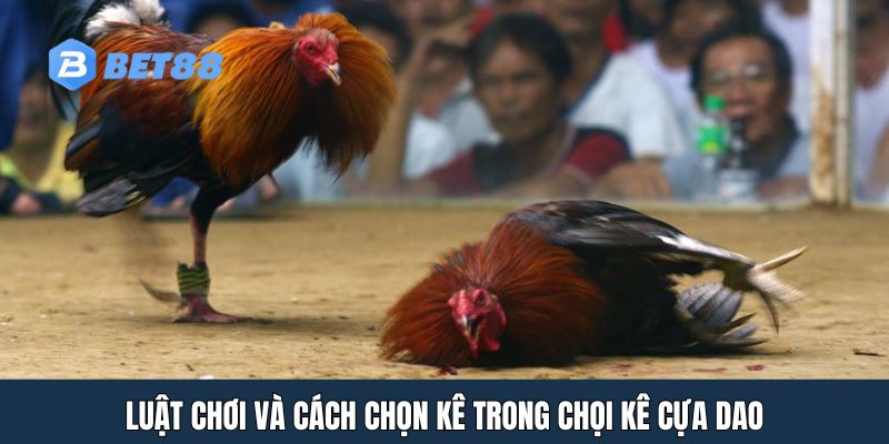 Luật chơi và cách chọn kê trong chọi kê cựa dao