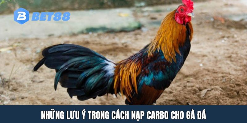 Những lưu ý trong cách nạp carbo cho gà đá