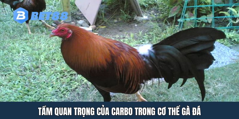 Tầm quan trọng của carbo trong cơ thể gà đá