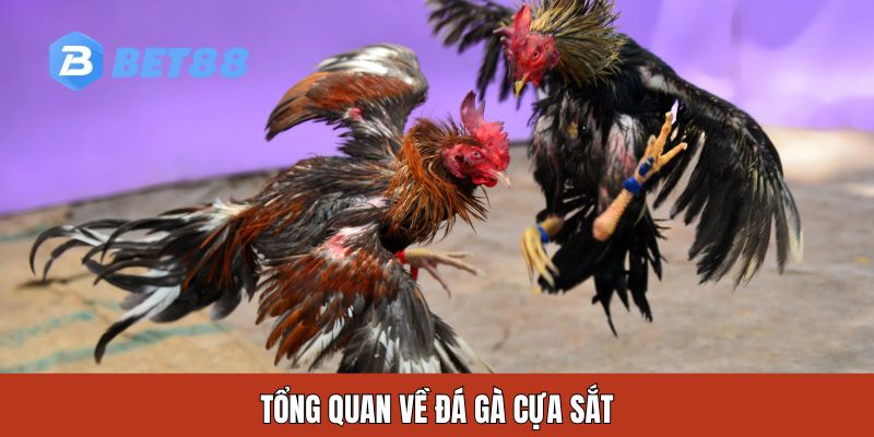 Tổng quan về đá gà cựa sắt