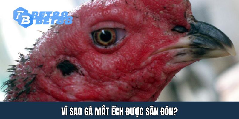 Vì sao gà mắt ếch được săn đón?